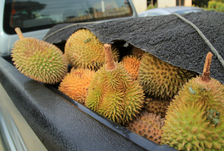 The global durian market is projected to reach USD 18 billion by 2035, offering strong growth potential for Malaysian producers.
