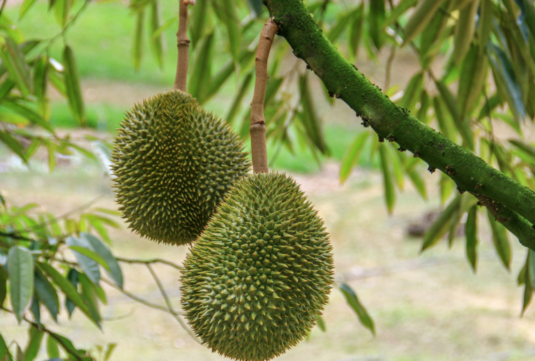 Coffee blend, Ice cream, bakery and many more