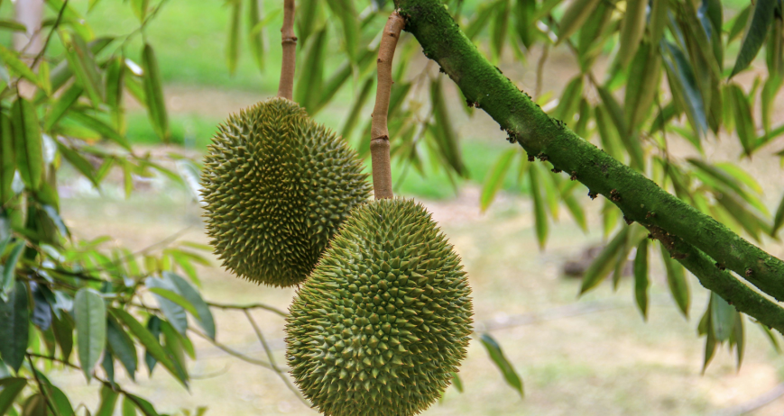 Organic farms avoid toxic inputs, improve soil health, grow clean, sustainable food that supports nature.