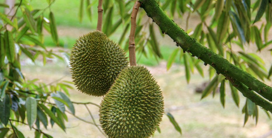 Coffee blend, Ice cream, bakery and many more