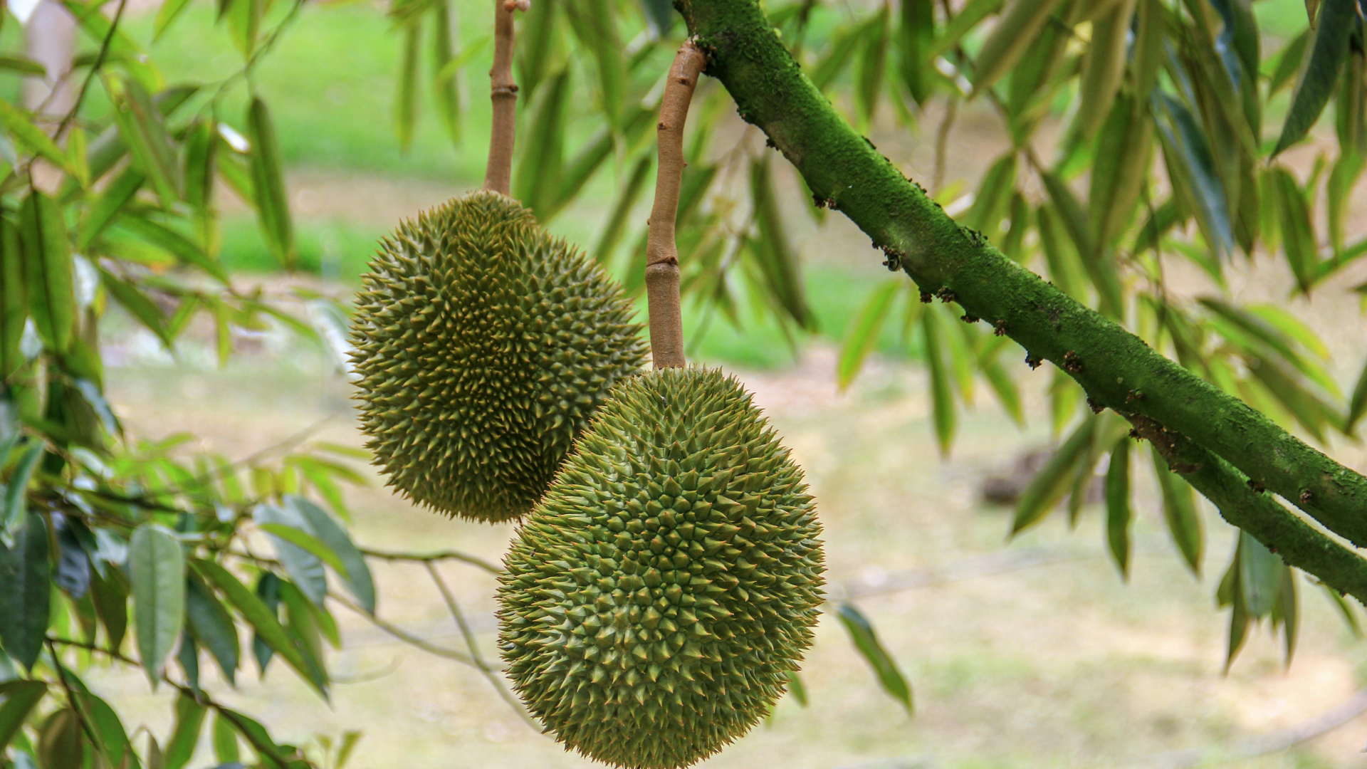 Organic farms avoid toxic inputs, improve soil health, grow clean, sustainable food that supports nature.