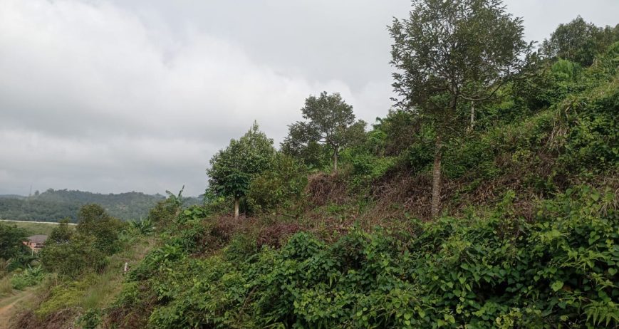 Organic farms avoid toxic inputs, improve soil health, grow clean, sustainable food that supports nature.